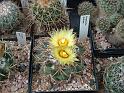 Coryphantha andreae_1